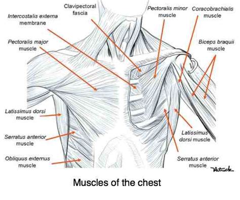 Name Of Muscles Under Armpit Human Anatomy