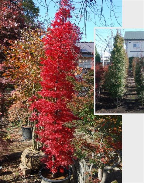The 25 Best Columnar Trees Ideas On Pinterest Dwarf Evergreen Trees