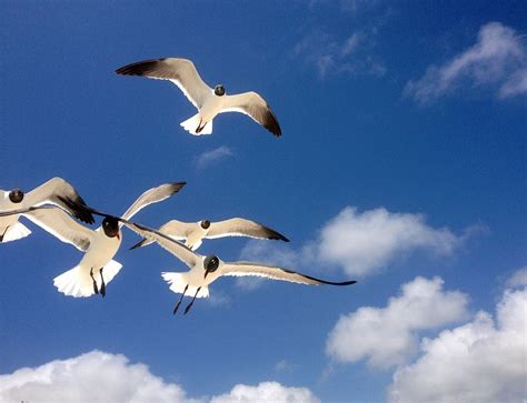 Free Photo Seagulls Freedom Flying Birds Free Image On Pixabay