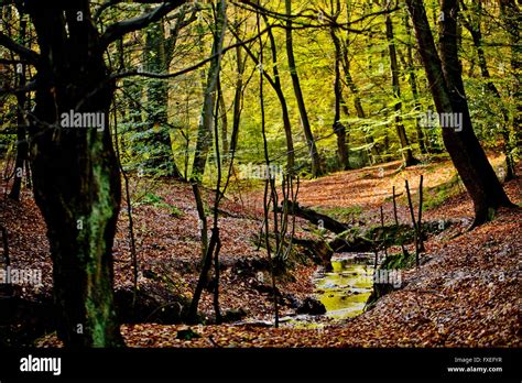 Autumn In Epping Forest Near London Stock Photo Alamy