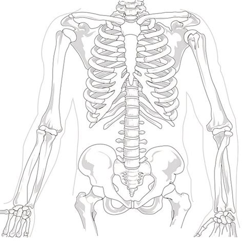 'it is important to understand rib cage anatomy if we want to treat upper back pain' explains sarah key. Human Rib Cage Drawing at GetDrawings | Free download