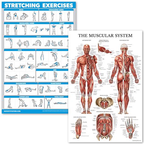 Buy Quickfit Stretching Exercises And Muscular System Anatomy Set