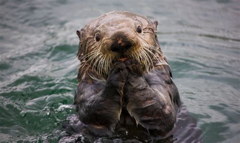 Natural Capital Coalition | How Sea Otters Help Save the Planet