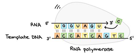 What Is The Function Of Rna Polymerase In Protein Synthesis Brainly