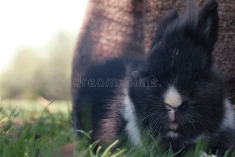 Black And White Lionhead Rabbit Stock Photo Image Of Green Nose