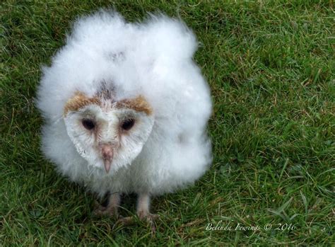 Baby Barn Owl Just Adorable This Four Week Old Baby Barn O Flickr