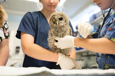 Cornell Sets The Bar For Training Veterinary Techs In Wildlife Medicine