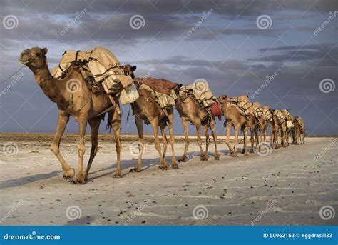 Caravana Del Camello En El Lago Karoum Imagen De Archivo Imagen De