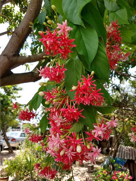 Plant Id Forum→bright Red Flowers On Tropical Tree