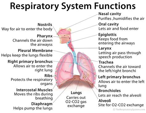 List The Main Parts And Functions Of The Respiratory System