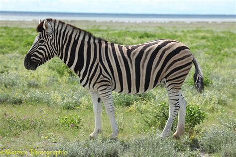 Plains Zebra Photo Wp23445
