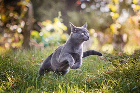 The sleek beauties deserve a fantastic gray cat name to compliment their find our top picks for gray cat names below, along with the most popular of these names, and a few fabulous. Why is kitty running away from home? Top 11 reasons ...