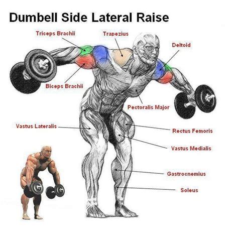 Dumbell Side Lateral Raise Anatomy Do Work Pinterest Anatomy And