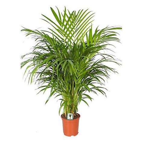 Send Areca Palm Indoor Plant Flower Ts To Dubai With Flowers Dubai