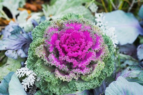 10 Winter Flowering Plants For Your Pacific Northwest Garden — Clean
