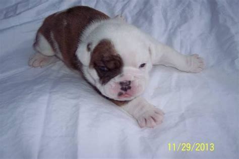 We seek to be a positive influence in animal rescue through community outreach, working with other rescues, and making a difference in the lives of animals. Frenchton (french bulldog X boston terrier) for Sale in ...