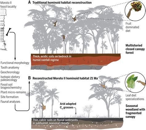 Hominoid Habitat Comparisons Shown Are Reconstructions Of A
