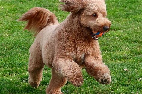 Visit us and meet your new best friend. Is Your Mini Goldendoodle BIG? What's Going On ...