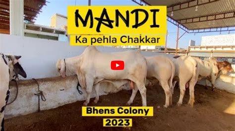 Cow Mandi K Soday Bhains Colony Mandi Rates Update Cow Mandi 2023 Malir Mandi 2023 Bakra