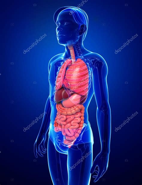 Digestive System Of Male Body Stock Photo By ©pixdesign123 55649963