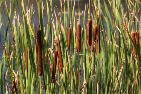 Reed Plant