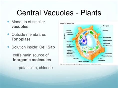 Plant cells have a large vacuole due to the amount of water the cell must hold to maintain its shape. PPT - Vacuoles PowerPoint Presentation - ID:2465716