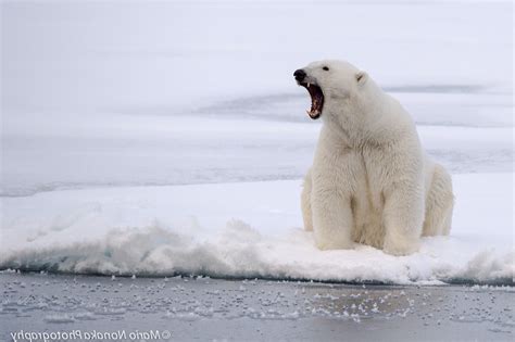 Wallpaper Animals Snow Photography Polar Bears Arctic Tundra Mammal Vertebrate Arctic