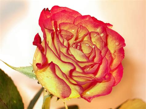 Yellow And Red Rose Free Photo Download Freeimages