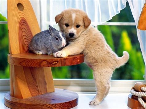See more ideas about cute animals, baby animals, animals beautiful. Baby Bunnies Photo: bunny with cute little puppy | Baby animals pictures, Cute animals, Cute ...