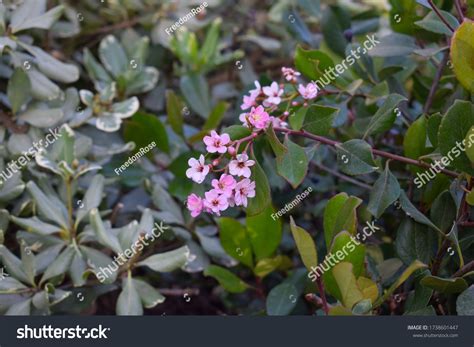 Korean Evergreen Shrub Pink Flowers Rhaphiolepis Stock Photo 1738601447