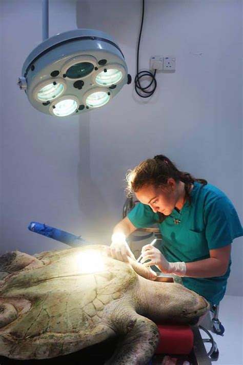 Life As A Sea Turtle Vet Olive Ridley Project
