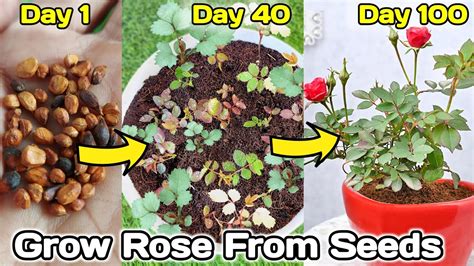 How To Grow Rose From Seeds Rose Plant Youtube