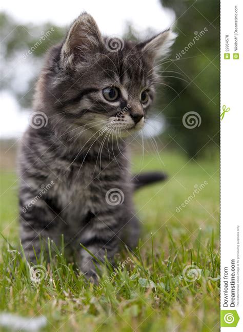Kitten Stock Photo Image Of Curious Baby Outside Lovable 32864578