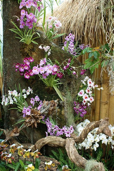 Miltoniopsis By Garden Lectures Exotic Flowers