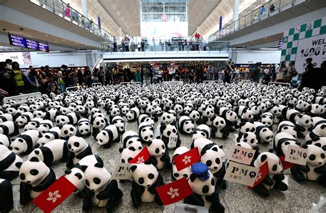 Its Panda Monium 1600 Bears Win The Hearts Of Hongkongers At Citys