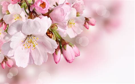 Pink Spring Flower Wallpapers Wallpaper Cave