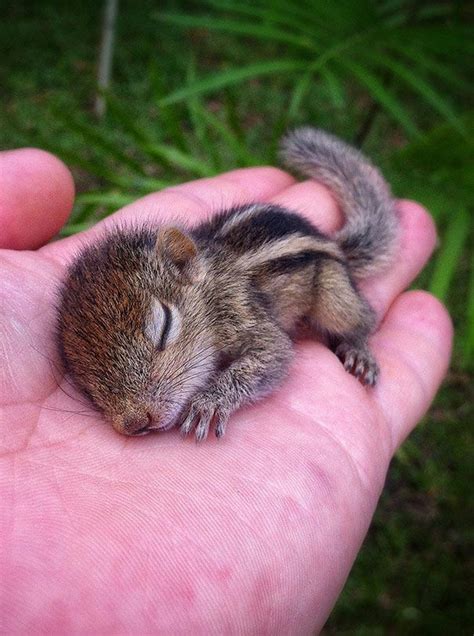 Baby Chipmunk In Persons Hand Cute Little Animals Cute