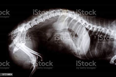 Xray Image Of A Pregnant Cat Stock Photo Download Image Now X Ray