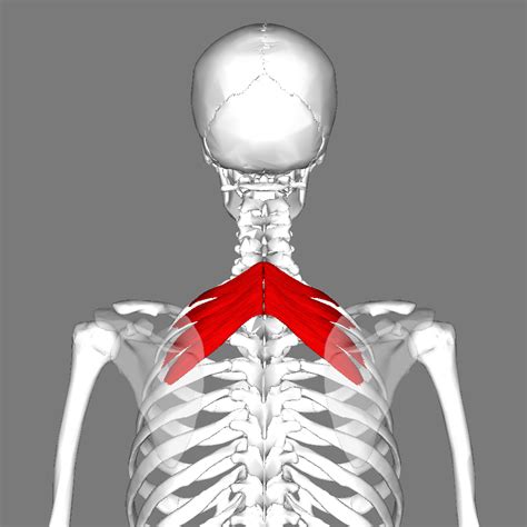 Intermediate Back Muscles Anatomy Geeky Medics