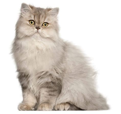 Persian Long Hair Cat Breed Information Purina