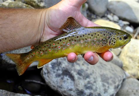 Fly Fishing Guides Great Smoky Mountains National Park Fishing Trips