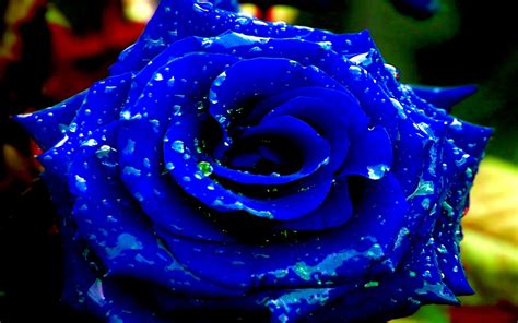 Blue flower pictures, picture of blue flowers. Blue Rose Wallpapers Images Photos Pictures Backgrounds