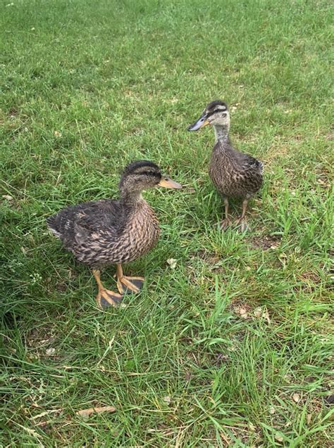 Can Anyone Tell The Sex Of These Mallards Info In Comments Rduck
