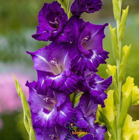 Gladioli Purple Flora Brighter Blooms