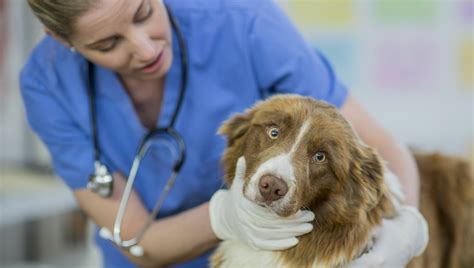 Fibrosarcoma In Dogs Symptoms Causes And Treatments Dogtime