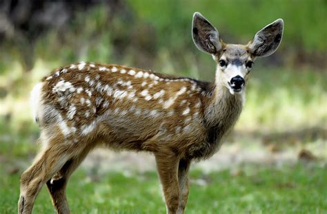 Why Do Fawns Have Growths On Their Necks And Chins California