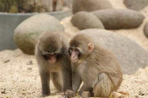The Image Of Two Monkeys Stock Photo Image Of Small 12322952