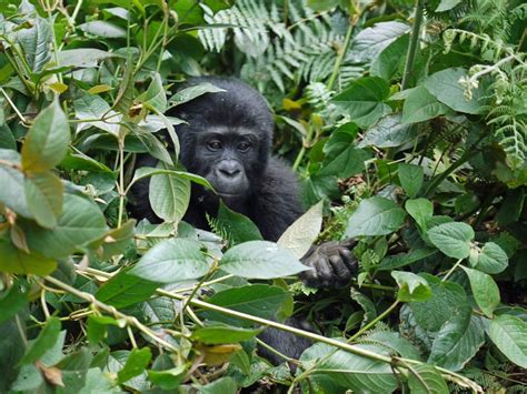 Gorilla Habitat Gorilla Facts And Information
