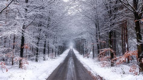 Nature Forest Road With Snow During Winter K HD Nature Wallpapers HD Wallpapers ID