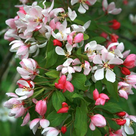 Malus Floribunda Japanese Flowering Crab Apple Tree Ornamental Tree